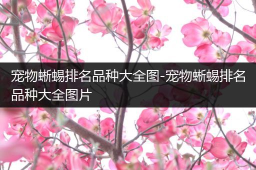 宠物蜥蜴排名品种大全图-宠物蜥蜴排名品种大全图片