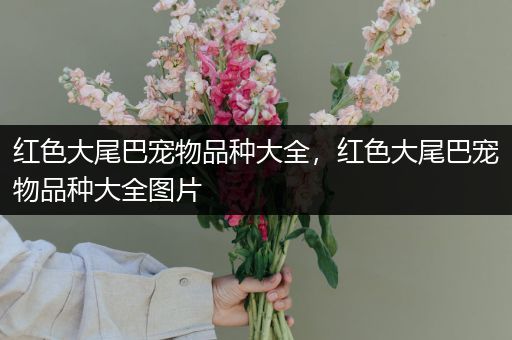 红色大尾巴宠物品种大全，红色大尾巴宠物品种大全图片
