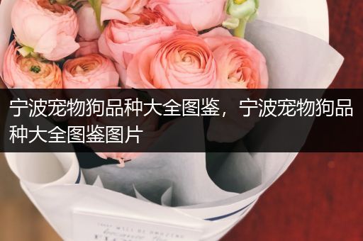 宁波宠物狗品种大全图鉴，宁波宠物狗品种大全图鉴图片