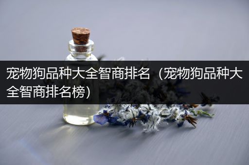 宠物狗品种大全智商排名（宠物狗品种大全智商排名榜）