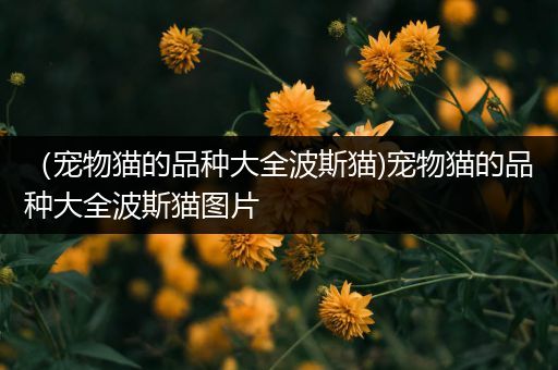 （宠物猫的品种大全波斯猫)宠物猫的品种大全波斯猫图片