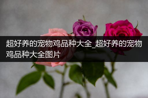 超好养的宠物鸡品种大全_超好养的宠物鸡品种大全图片