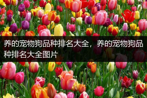 养的宠物狗品种排名大全，养的宠物狗品种排名大全图片