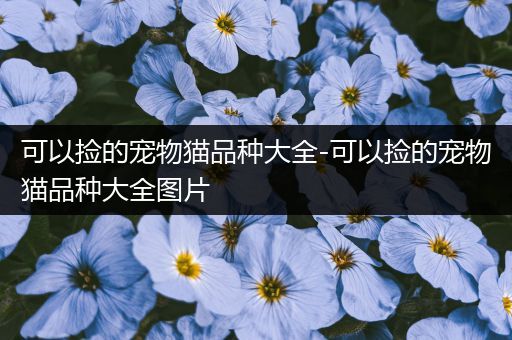 可以捡的宠物猫品种大全-可以捡的宠物猫品种大全图片
