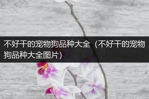 不好干的宠物狗品种大全（不好干的宠物狗品种大全图片）