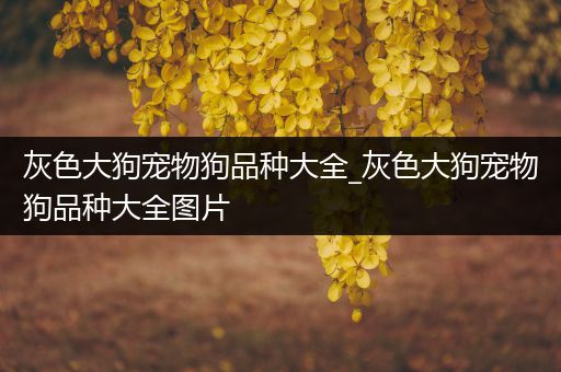 灰色大狗宠物狗品种大全_灰色大狗宠物狗品种大全图片