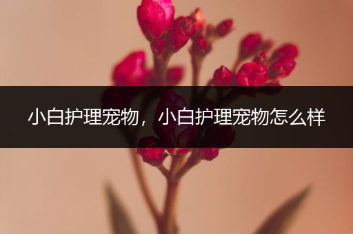 小白护理宠物，小白护理宠物怎么样