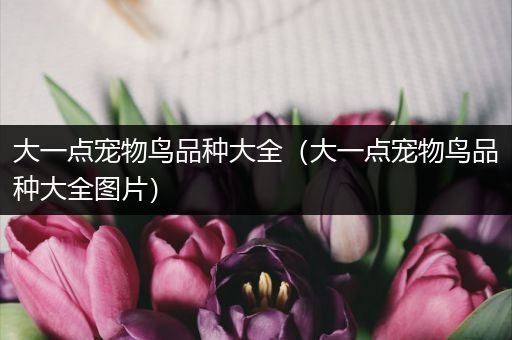大一点宠物鸟品种大全（大一点宠物鸟品种大全图片）