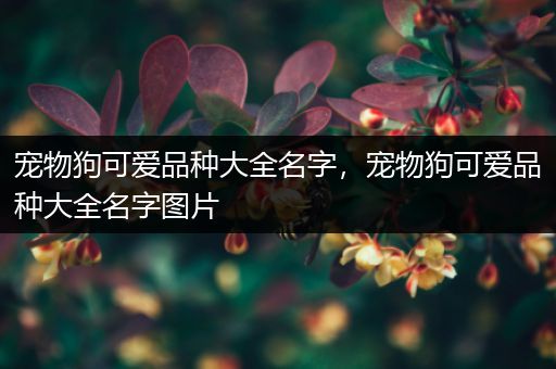 宠物狗可爱品种大全名字，宠物狗可爱品种大全名字图片