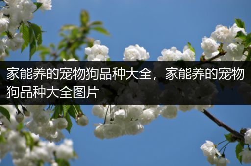 家能养的宠物狗品种大全，家能养的宠物狗品种大全图片
