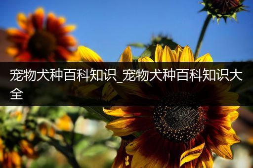 宠物犬种百科知识_宠物犬种百科知识大全