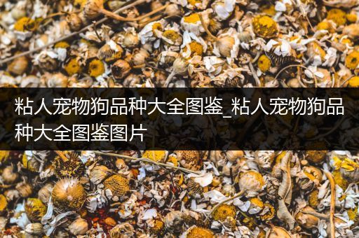 粘人宠物狗品种大全图鉴_粘人宠物狗品种大全图鉴图片