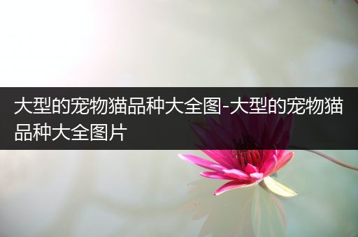 大型的宠物猫品种大全图-大型的宠物猫品种大全图片