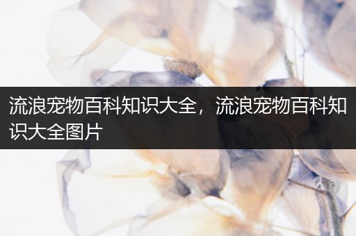 流浪宠物百科知识大全，流浪宠物百科知识大全图片