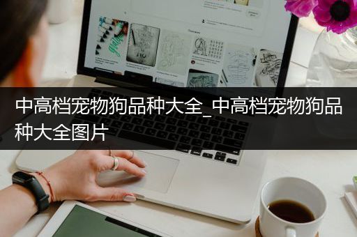 中高档宠物狗品种大全_中高档宠物狗品种大全图片