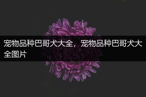 宠物品种巴哥犬大全，宠物品种巴哥犬大全图片