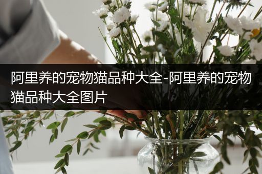 阿里养的宠物猫品种大全-阿里养的宠物猫品种大全图片