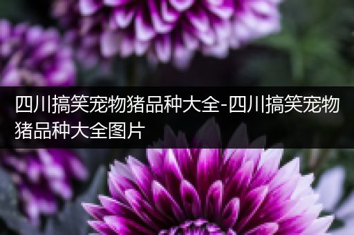 四川搞笑宠物猪品种大全-四川搞笑宠物猪品种大全图片