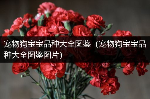 宠物狗宝宝品种大全图鉴（宠物狗宝宝品种大全图鉴图片）