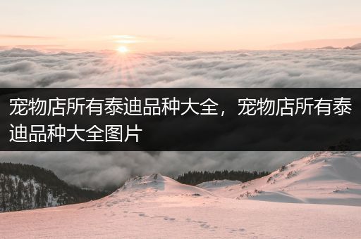 宠物店所有泰迪品种大全，宠物店所有泰迪品种大全图片