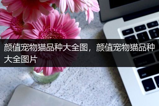 颜值宠物猫品种大全图，颜值宠物猫品种大全图片