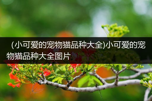 （小可爱的宠物猫品种大全)小可爱的宠物猫品种大全图片