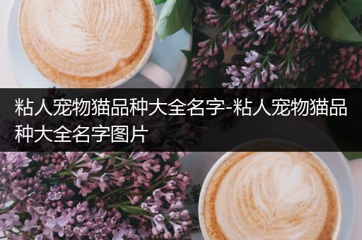 粘人宠物猫品种大全名字-粘人宠物猫品种大全名字图片