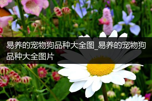 易养的宠物狗品种大全图_易养的宠物狗品种大全图片