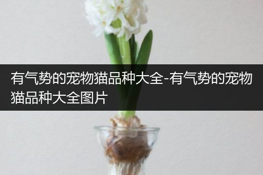 有气势的宠物猫品种大全-有气势的宠物猫品种大全图片