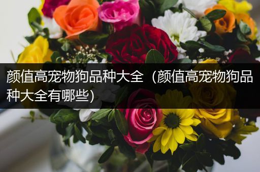 颜值高宠物狗品种大全（颜值高宠物狗品种大全有哪些）