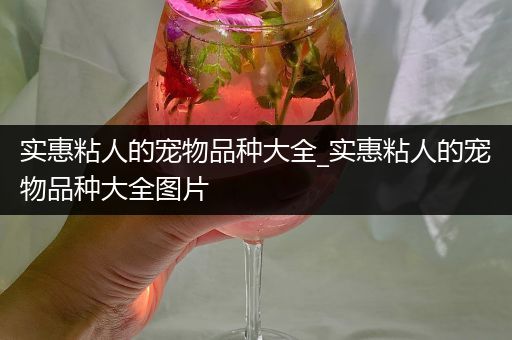 实惠粘人的宠物品种大全_实惠粘人的宠物品种大全图片