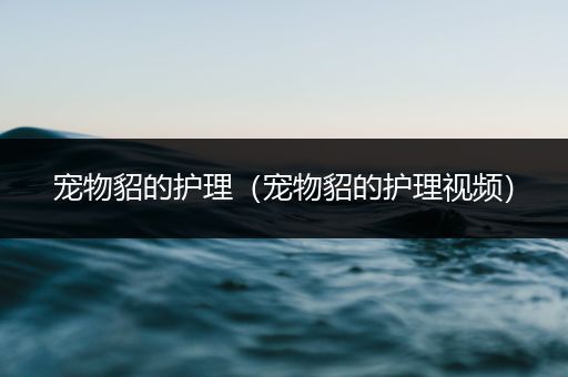 宠物貂的护理（宠物貂的护理视频）