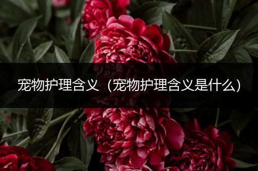 宠物护理含义（宠物护理含义是什么）