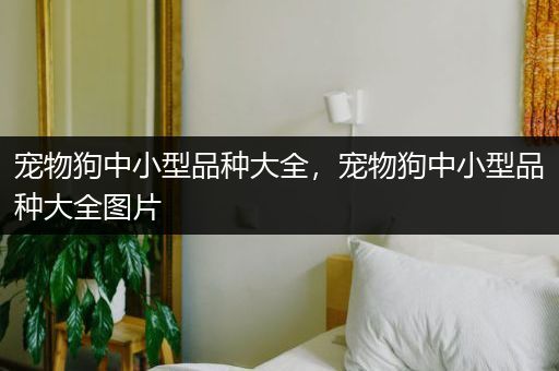 宠物狗中小型品种大全，宠物狗中小型品种大全图片