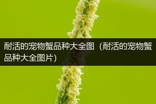 耐活的宠物蟹品种大全图（耐活的宠物蟹品种大全图片）