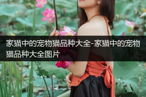 家猫中的宠物猫品种大全-家猫中的宠物猫品种大全图片