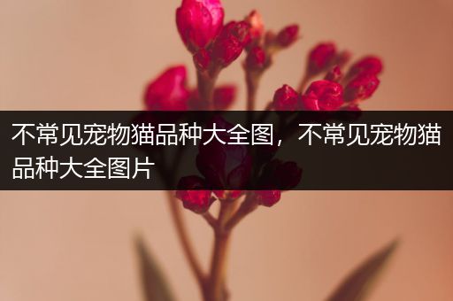 不常见宠物猫品种大全图，不常见宠物猫品种大全图片