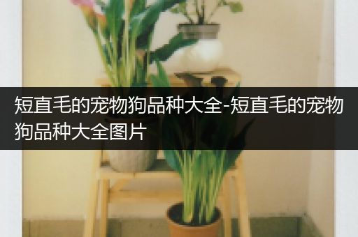 短直毛的宠物狗品种大全-短直毛的宠物狗品种大全图片