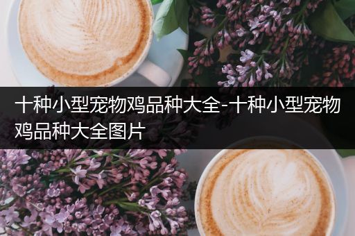 十种小型宠物鸡品种大全-十种小型宠物鸡品种大全图片