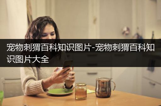 宠物刺猬百科知识图片-宠物刺猬百科知识图片大全