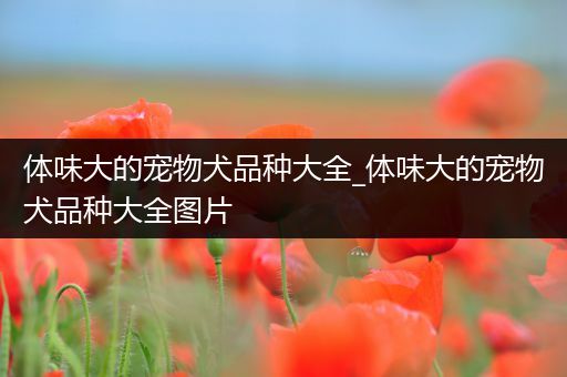 体味大的宠物犬品种大全_体味大的宠物犬品种大全图片