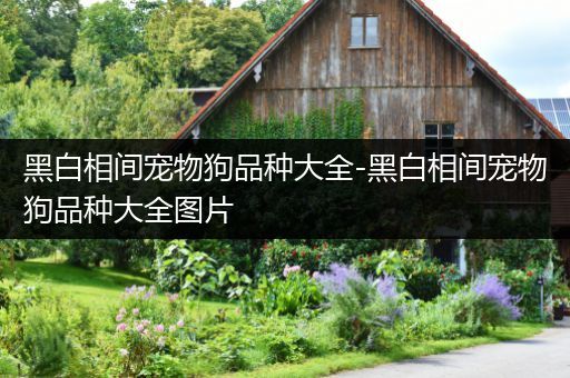 黑白相间宠物狗品种大全-黑白相间宠物狗品种大全图片