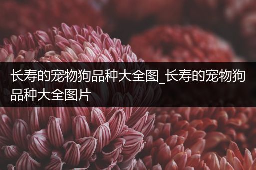 长寿的宠物狗品种大全图_长寿的宠物狗品种大全图片