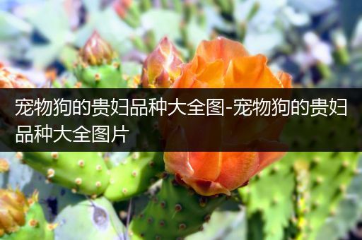 宠物狗的贵妇品种大全图-宠物狗的贵妇品种大全图片