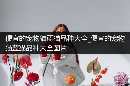 便宜的宠物猫蓝猫品种大全_便宜的宠物猫蓝猫品种大全图片
