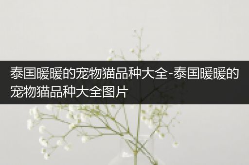 泰国暖暖的宠物猫品种大全-泰国暖暖的宠物猫品种大全图片