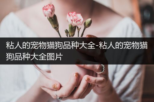 粘人的宠物猫狗品种大全-粘人的宠物猫狗品种大全图片
