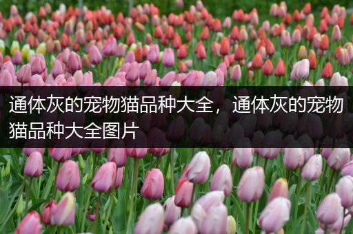 通体灰的宠物猫品种大全，通体灰的宠物猫品种大全图片