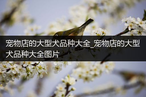 宠物店的大型犬品种大全_宠物店的大型犬品种大全图片