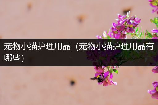 宠物小猫护理用品（宠物小猫护理用品有哪些）